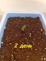 2 дн.jpg