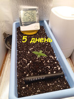 5 дн (1).jpg