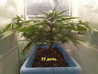 39 дн (2).jpg