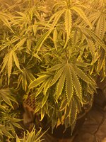 IMG_9864.jpeg