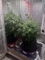 Первый гров новичка