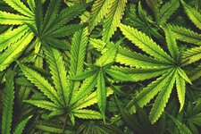 cannabis_what_is_it.jpg cannabis_what_is_it.jpg