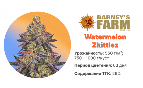 Watermelon Zkittlez Watermelon Zkittlez