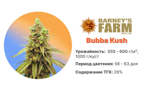 Bubba Kush Bubba Kush