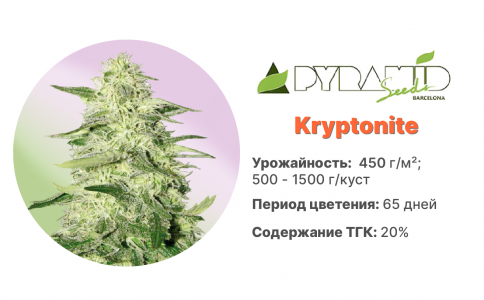 Kryptonite 