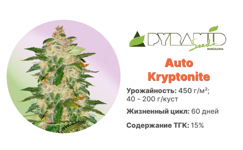 Auto Kryptonite Auto Kryptonite