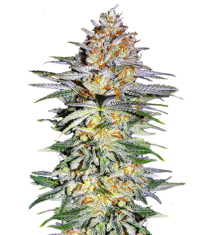 1723048004493.png