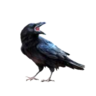 Brujo_grdn